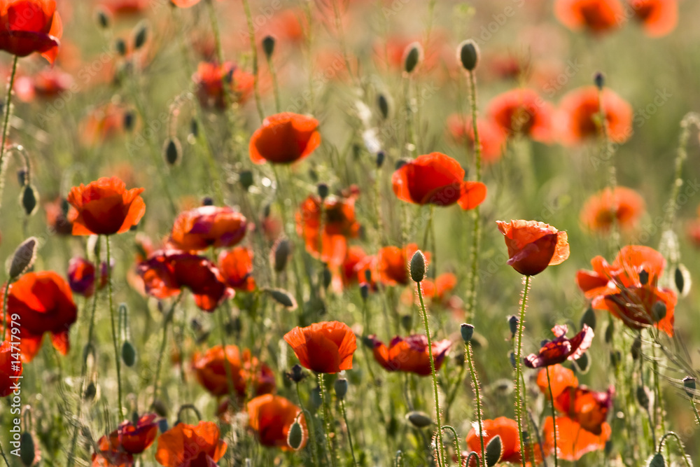 Fototapeta premium poppies field
