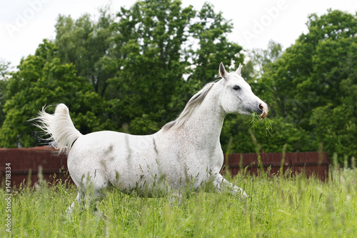 Fototapeta Naklejka Na Ścianę i Meble -  arab horse trotting on field