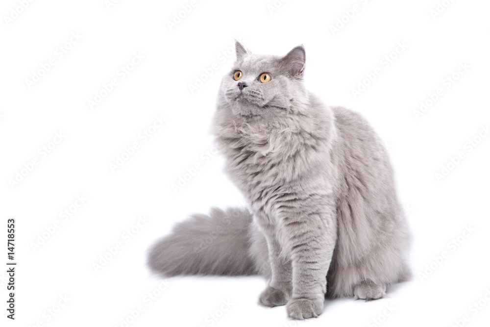 Obraz premium british cat looking up isolated