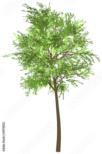 baum4