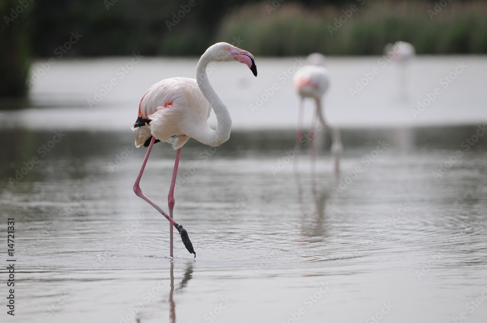 Naklejka premium Flamant