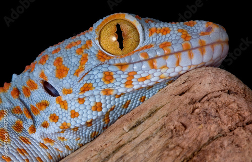 Tokay gecko portrait