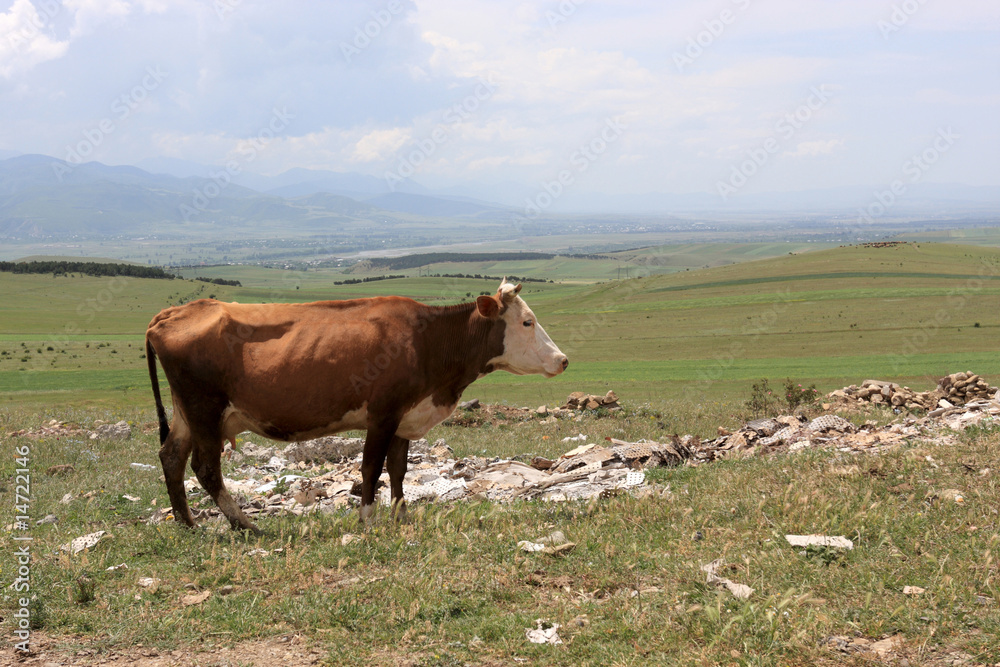 Obraz premium The milker on pasture in Imereti Province, Georgia