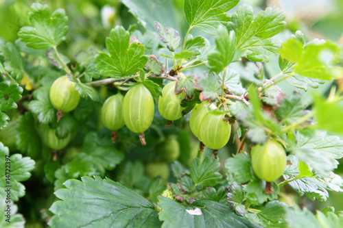 Stachelbeeren;Strauch photo