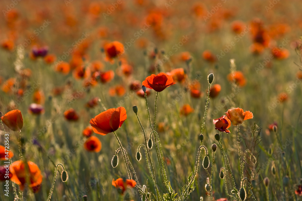 Fototapeta premium poppies field