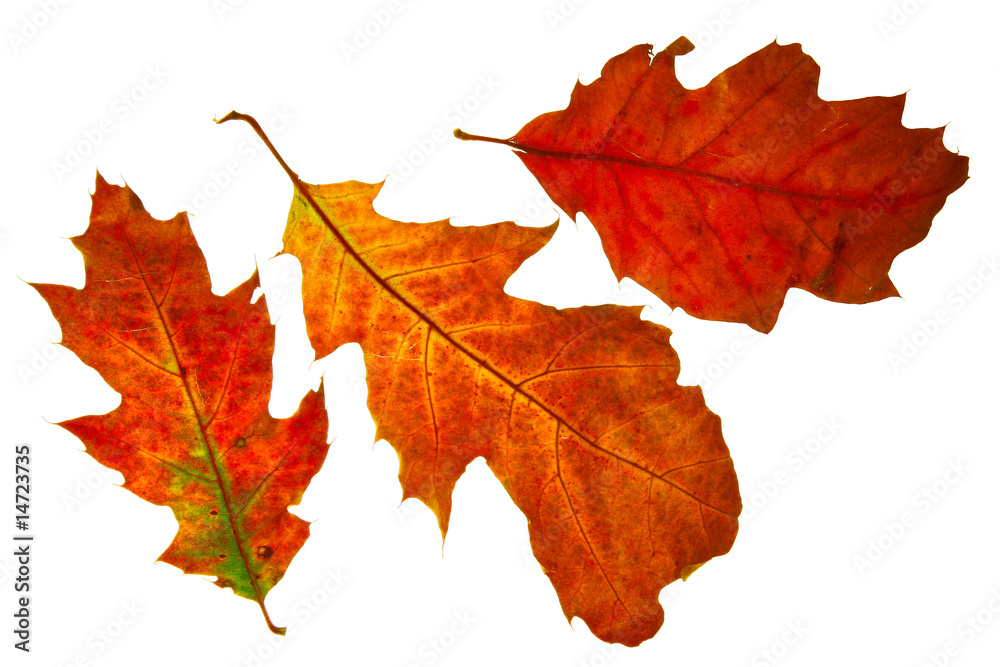 Obraz premium Autumn leaf isolated