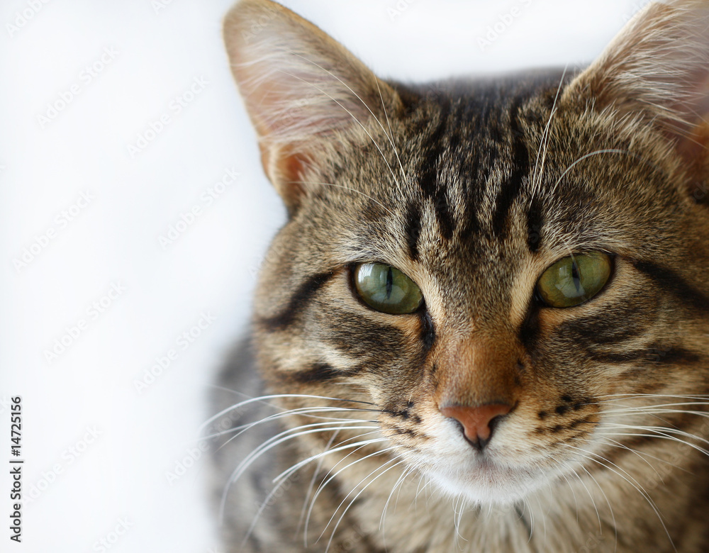 Striped cat Striped cat