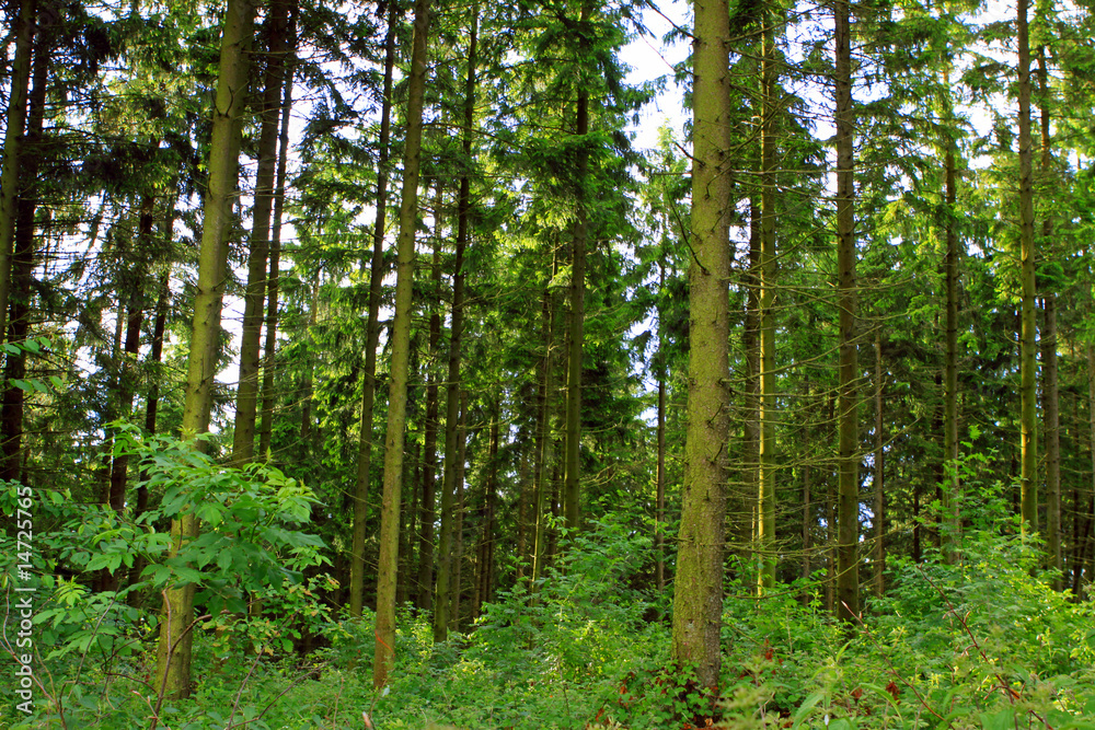 Fototapeta premium Wald