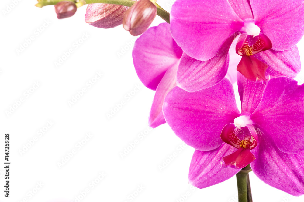 Obraz premium orchid