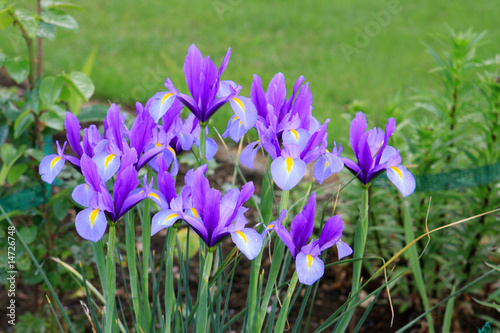 Spanische Iris Blumen