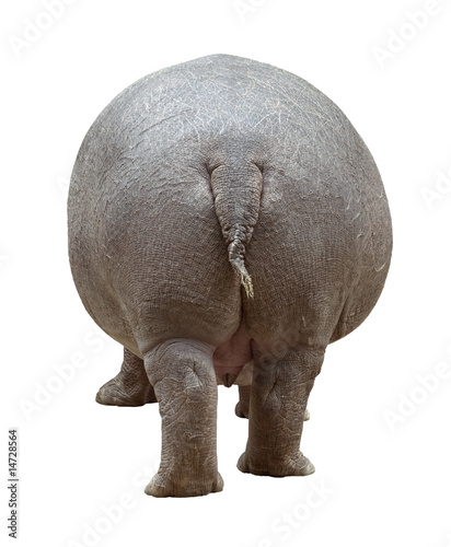 Hippopotamus back cutout
