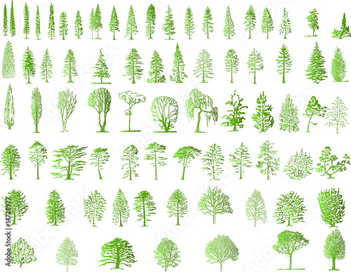 Tree  silhouettes