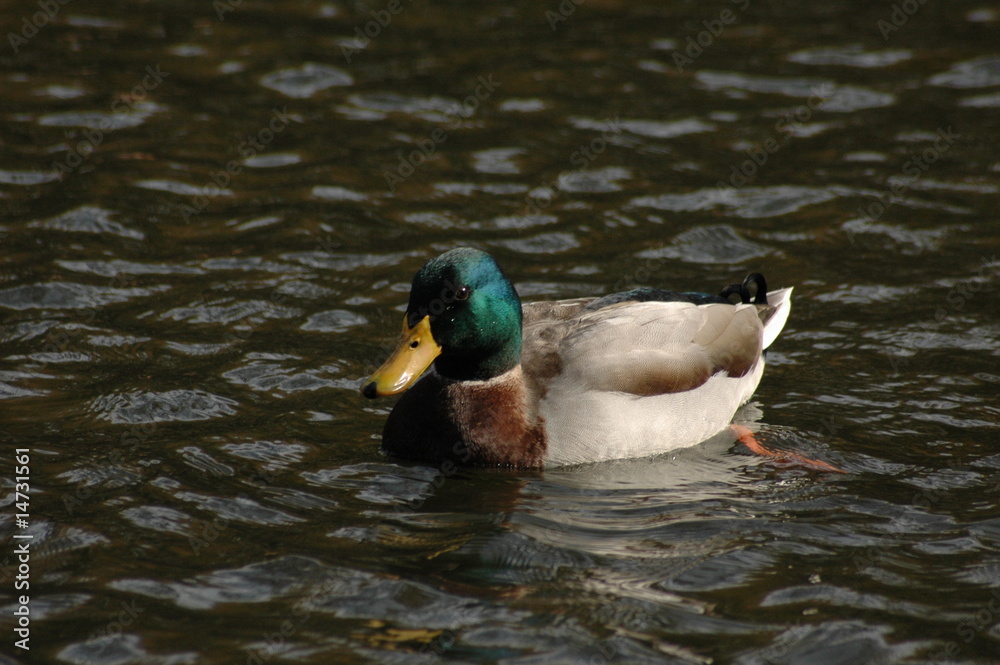 Obraz premium Mallard