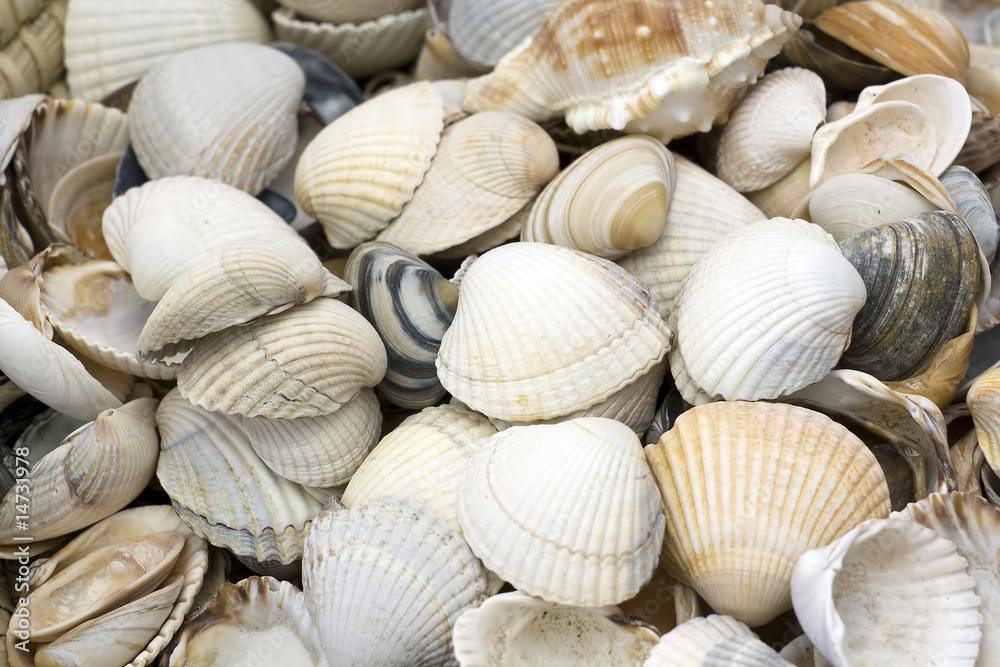 seashell background seashell background