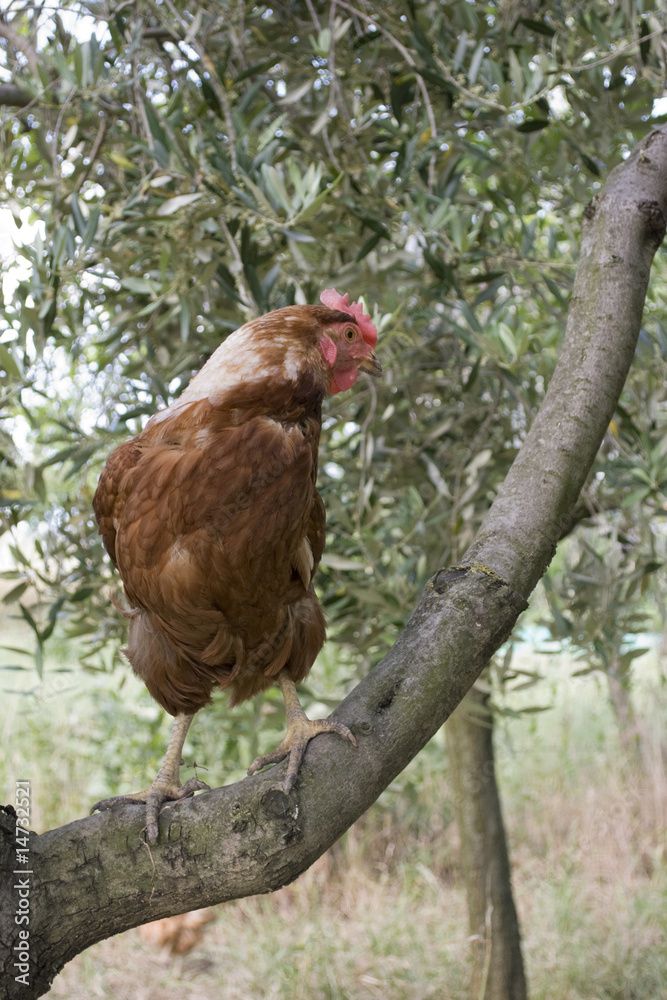 Gallina su un ramo d'olivo