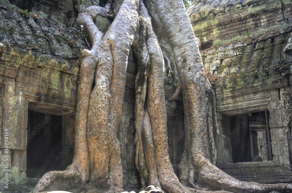 Tah Prohm (Angkor Wat) - Siam Reap - Cambodia / Kambodscha