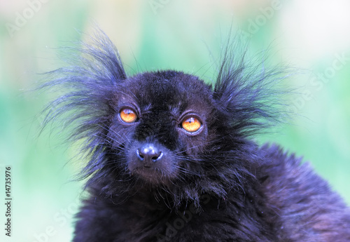 Black lemur