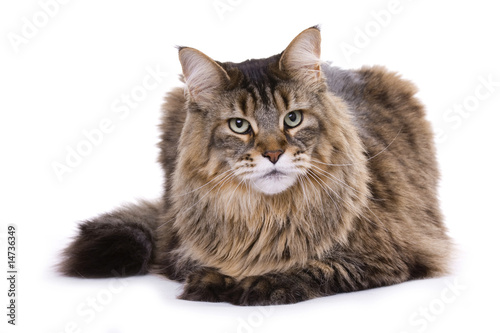 Cat, Maine coon