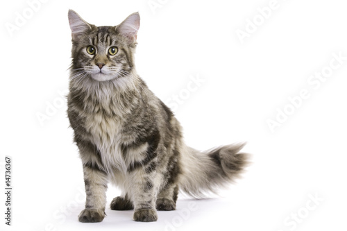 Cat, Maine coon