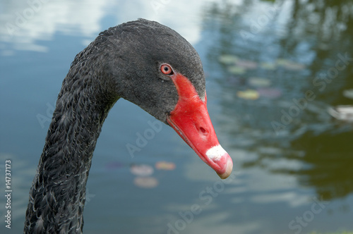 Black swan head © Marjan Paliuškevič