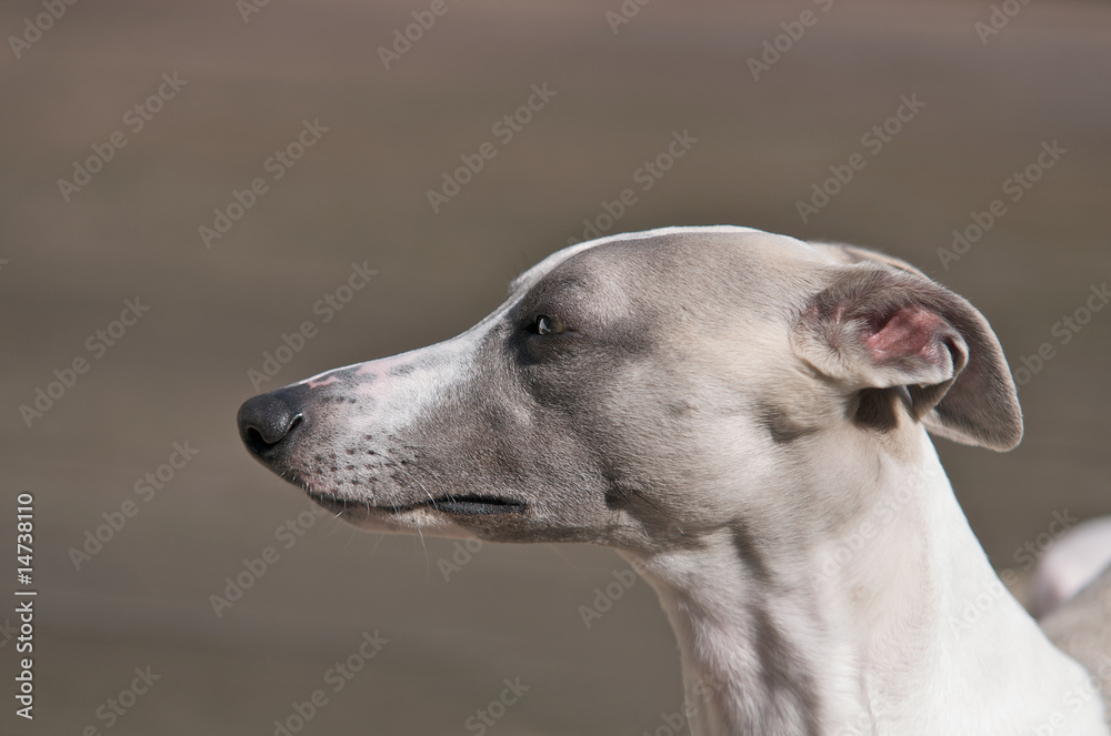 Whippet Kopfstudie