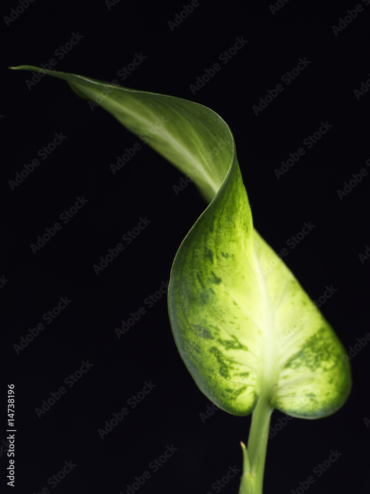Obraz premium Variegated Plant Leaves on Black Background 3
