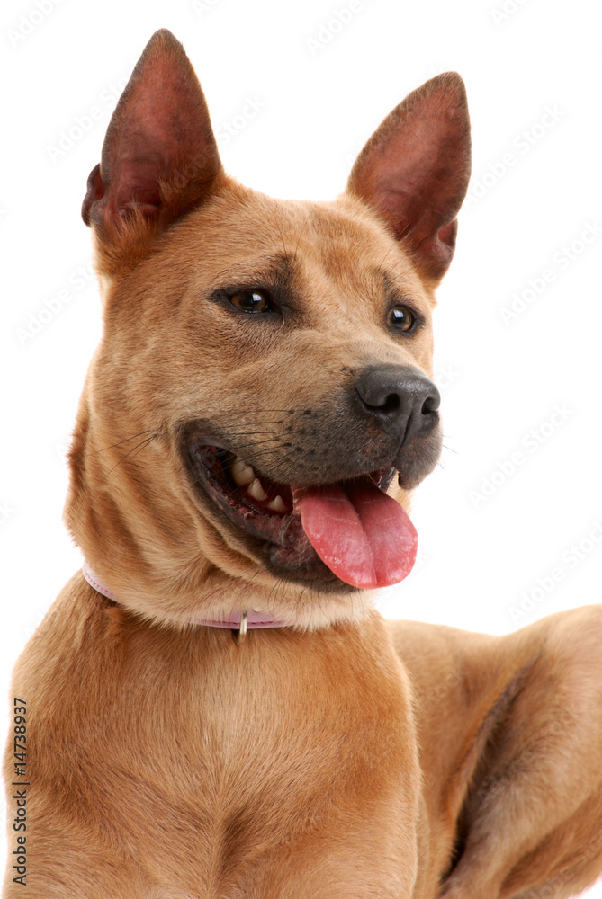 Thai Ridgeback Dog isolated on white background