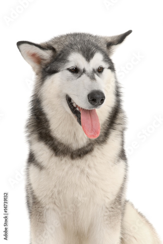 Malamute purebred dog in the studio