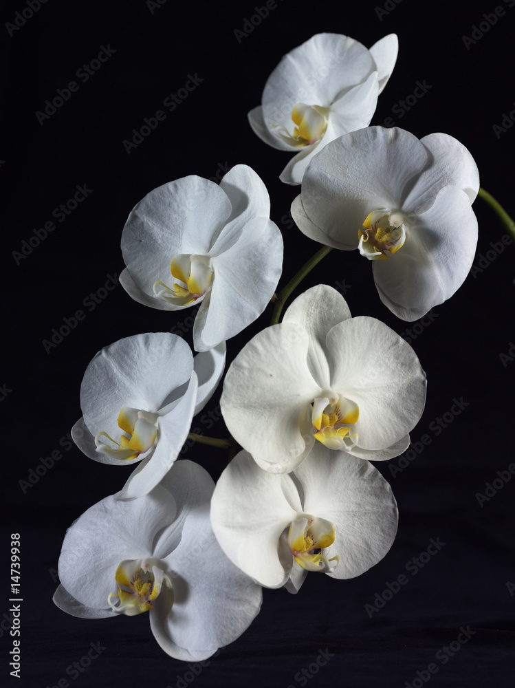 Orchids on Black Background 2 Orchids on Black Background 2