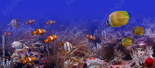 Obraz Ryby tropikalne