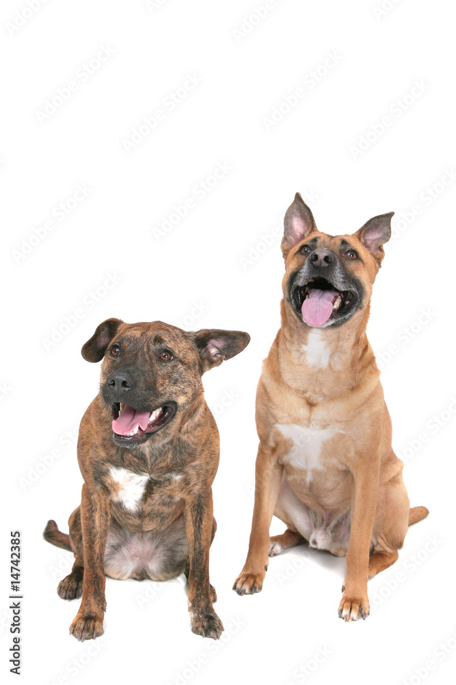 Obraz premium two happy dogs