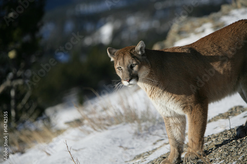 Mountain Lion standing and watching