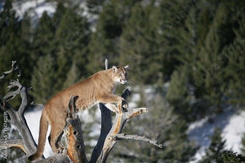 Mountain Lion in Dead Tree Snag © Dennis Donohue