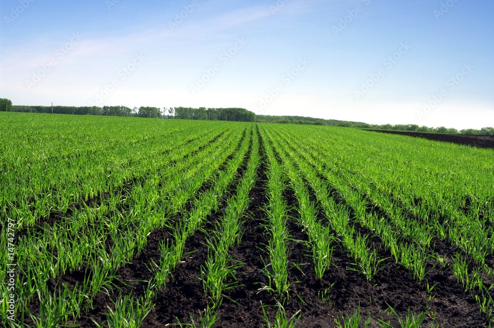 Rows of grass