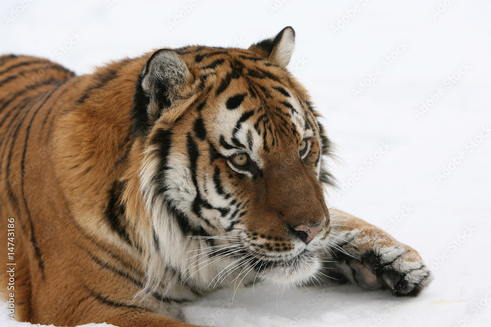 Fototapeta premium Tygrys syberyjski w śniegu