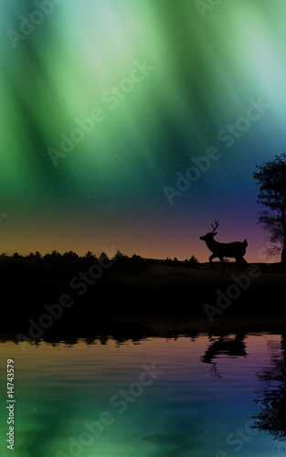Aurora boreale riflessa con cervo