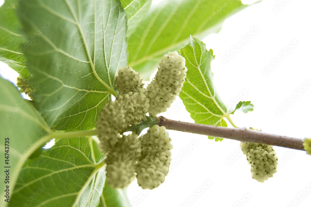 White mulberry White mulberry
