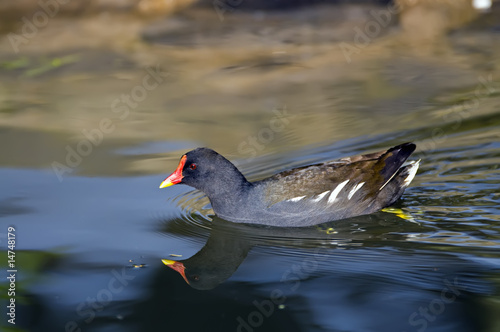 Gallinula chloropus