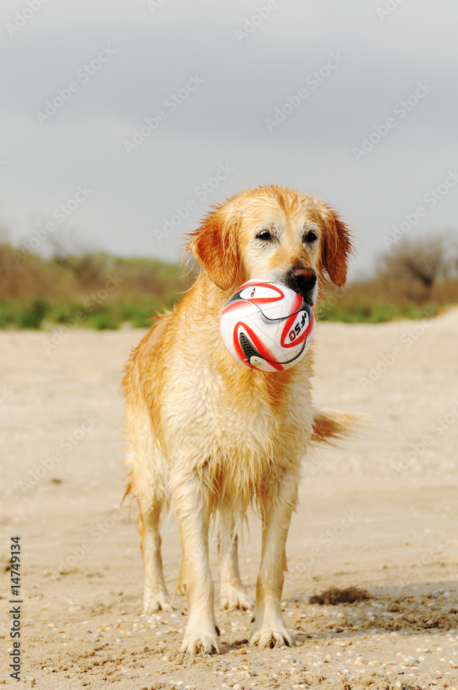 Dog with a ball on the beach