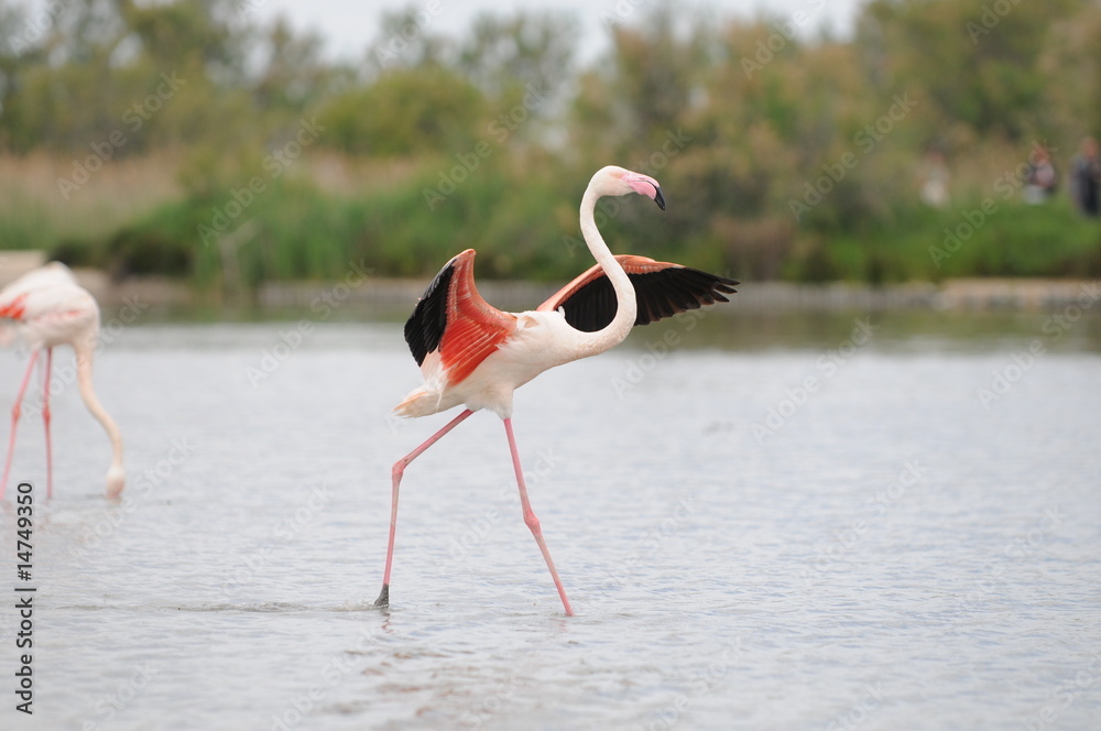 Obraz premium Flamant rose