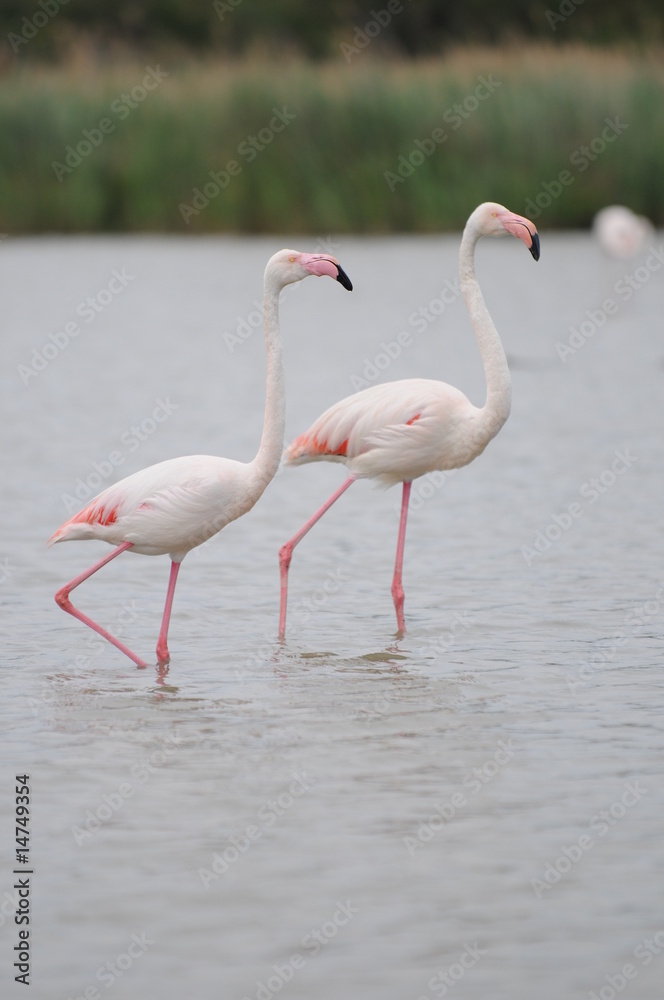 Obraz premium flamant rose