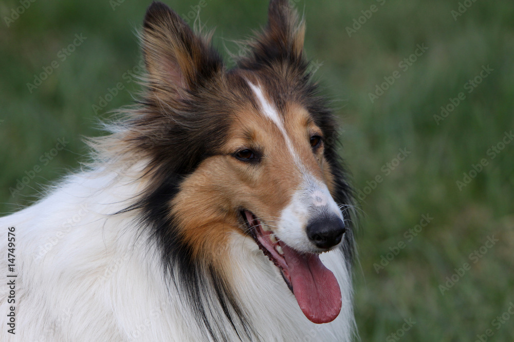 Langhaar Collie