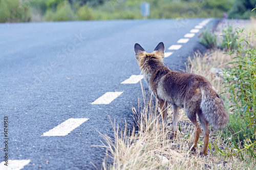 Zorro en carretera