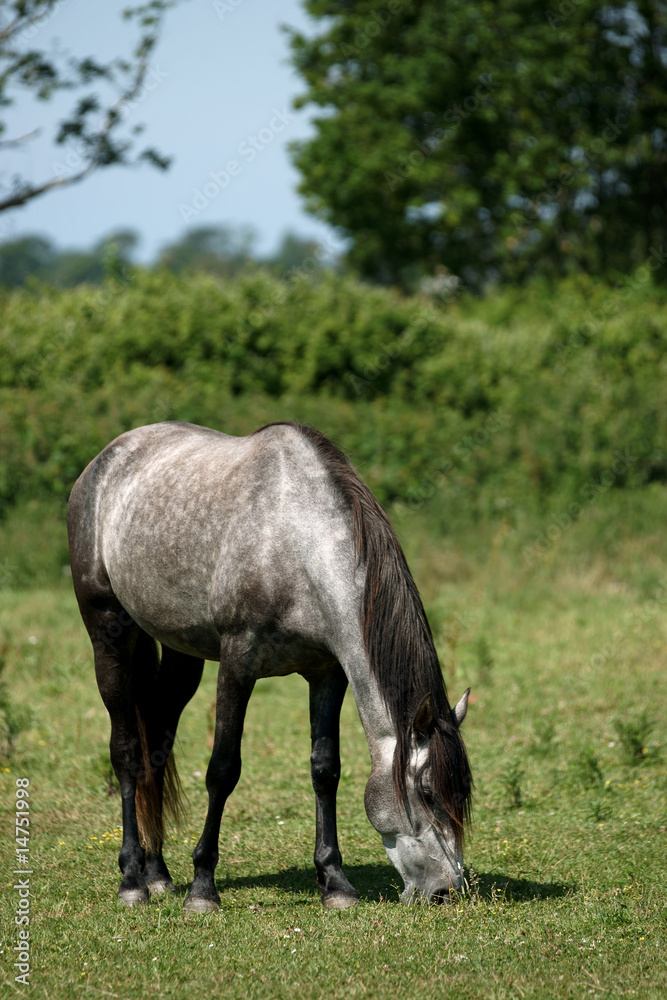 Fototapeta premium le repas