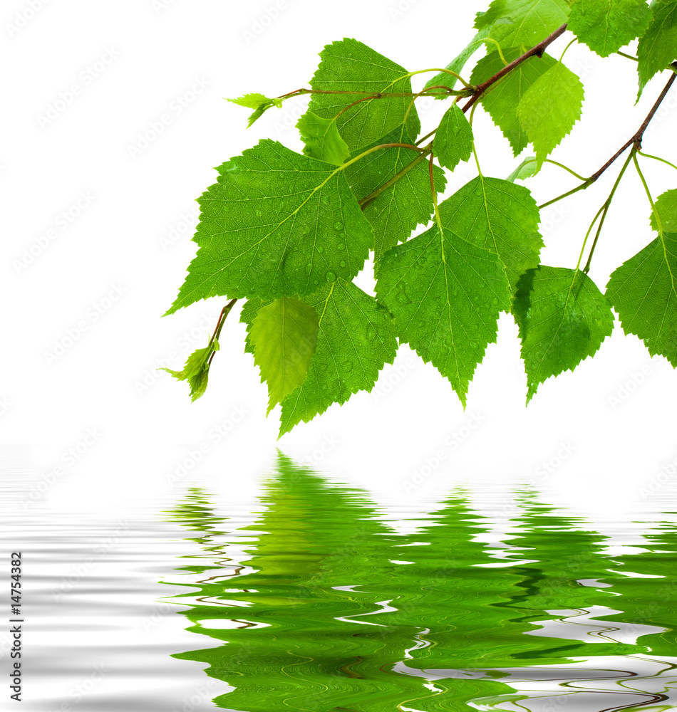 Fototapeta premium Birch leaves and reflection in water.