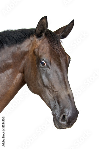 portrait of a horse isolated on a white background