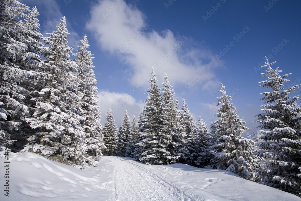 Winding road through winter forest