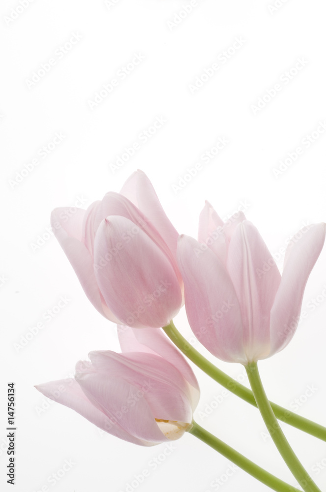 Beautiful pink tulips Beautiful pink tulips