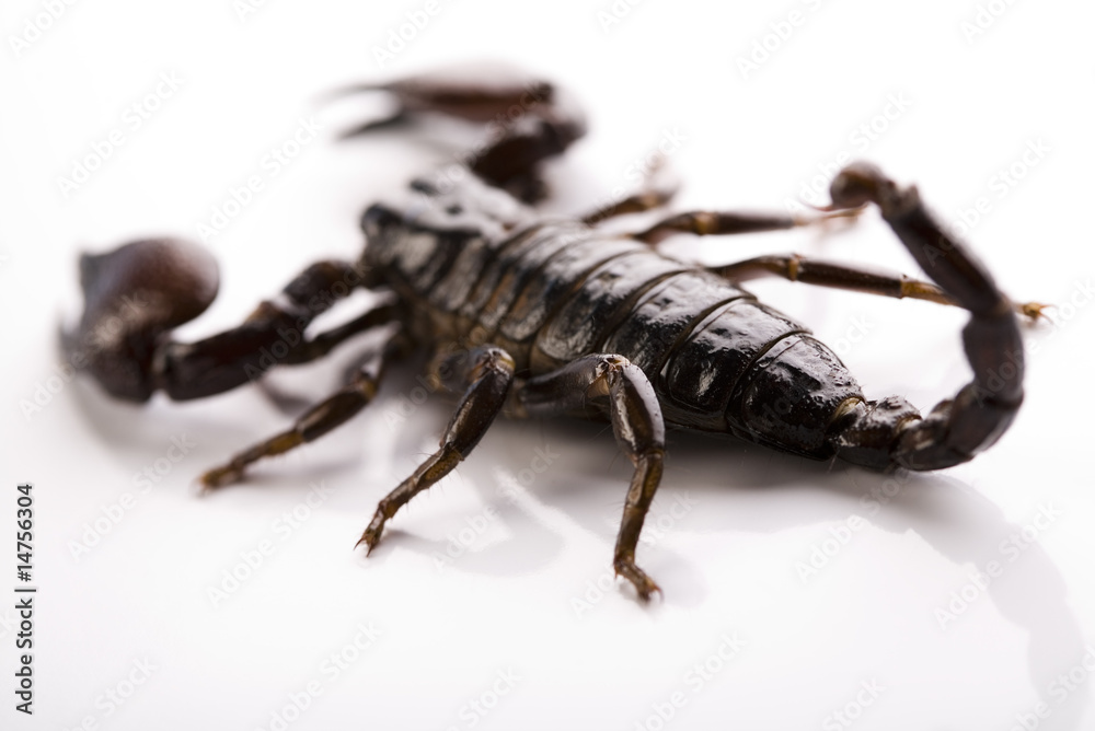 Scorpion on the white background