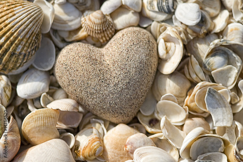 Steinherz und Muscheln